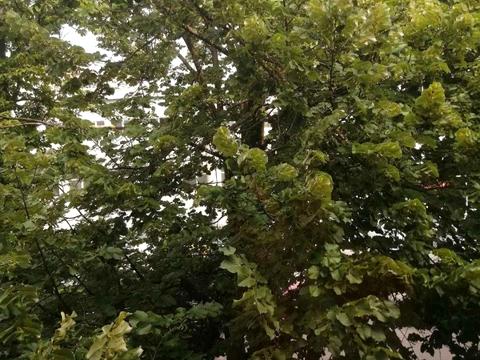 комерційна за адресою Прохоровська вул., 30а