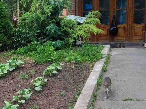 будинок за адресою Шереметка пров., 11