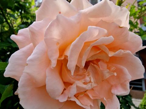 комерційна за адресою Київ, Соломії Крушельницької вул., 15-А