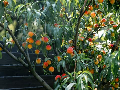 дом по адресу Патриарха Владимира ул.