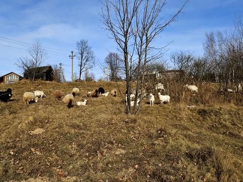 участок по адресу Шкільна