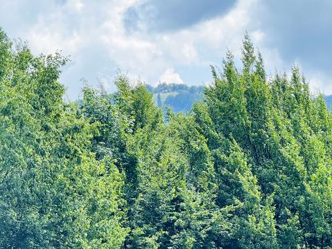 участок по адресу Лісна