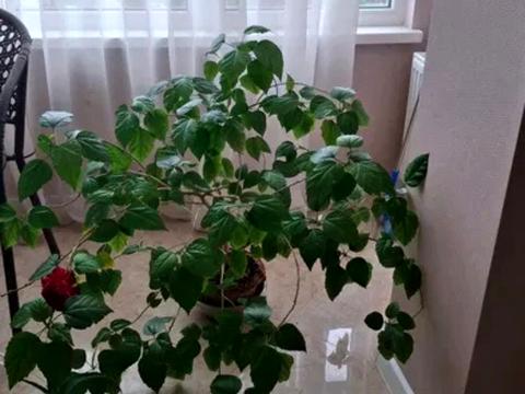 квартира по адресу Домостроительная ул., 7