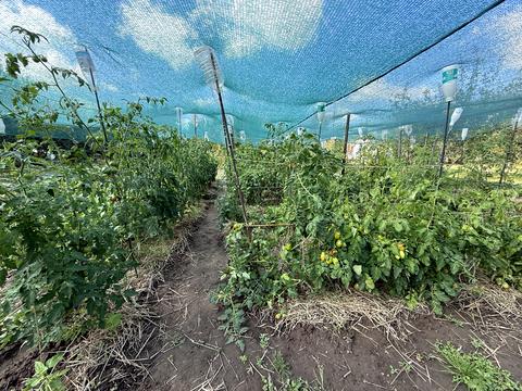 дом по адресу Софіївська ул.