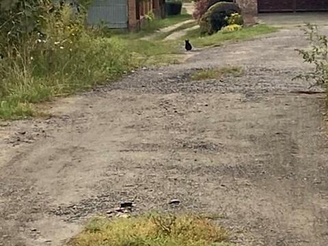 ділянка за адресою гоголя