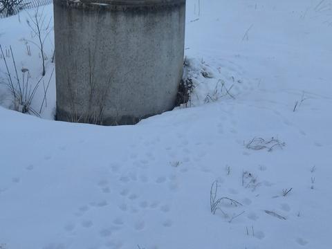 будинок за адресою с. Старий Лисець, Яремчука