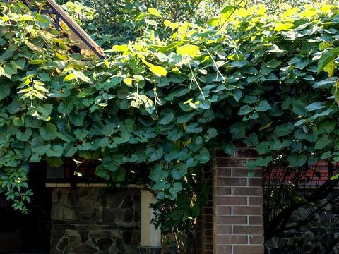 будинок за адресою Млинна вул. (Воровського)