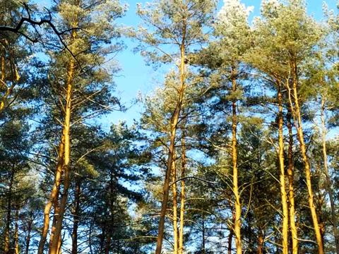 будинок за адресою Польова