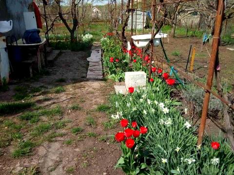 будинок за адресою с. Доброолександрівка, садова