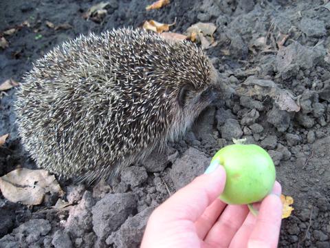 будинок за адресою Мрія, 2