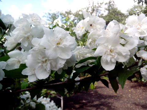 будинок за адресою Мрія, 2