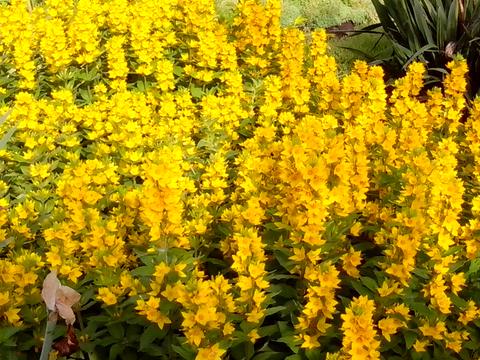 будинок за адресою Мрія, 2