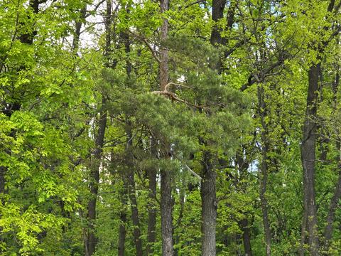 участок по адресу Кичеївська