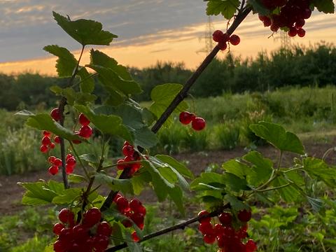 ділянка за адресою Черкаської Слави, 8