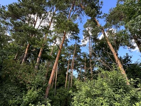 ділянка за адресою с. Лебедівка, 