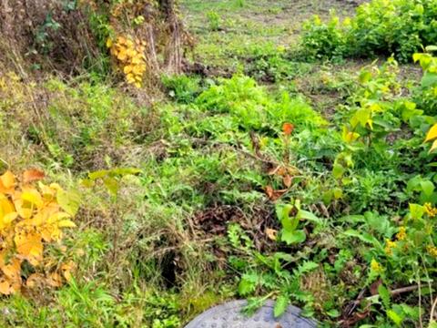 ділянка за адресою Львів, Зелена вул.