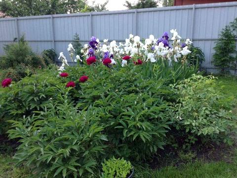 дом по адресу центрально-садова