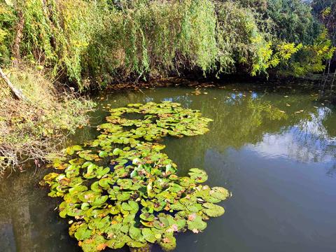 ділянка за адресою Набережна вул., 32а