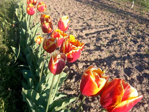 участок по адресу Волошкова