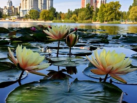 квартира за адресою Юрія Шумського вул., 6