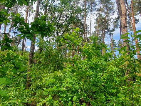 ділянка за адресою 