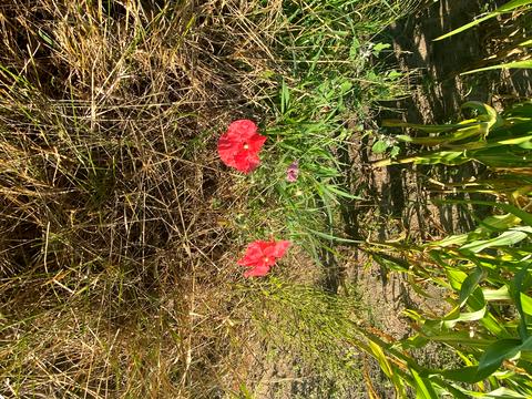 участок по адресу Олени Теліги, 3