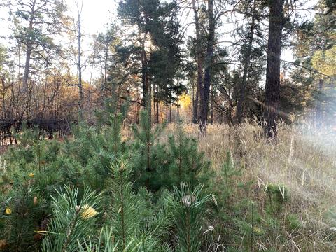 участок по адресу Анатолия Соловьяненко ул.