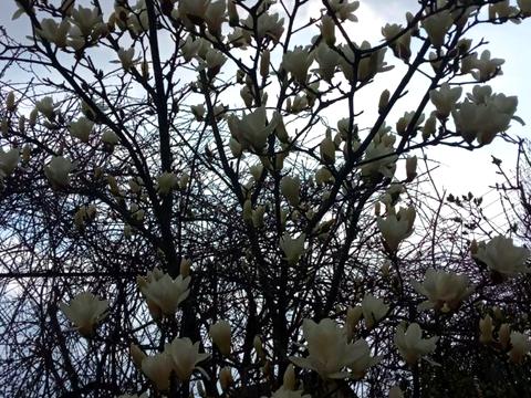 дом по адресу Грушевского ул.