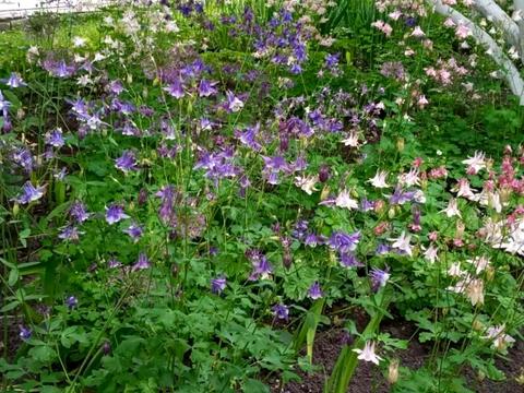 дом по адресу Грушевского ул.