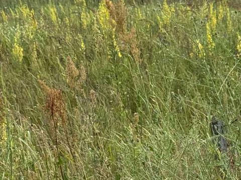 участок по адресу Старова