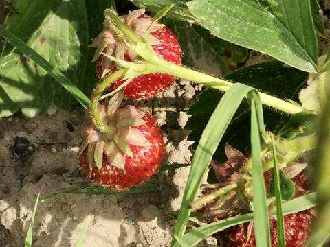 дом по адресу Фізична