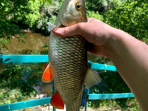 участок по адресу Шевченка, 20