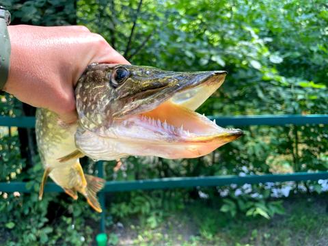 участок по адресу Шевченка, 20