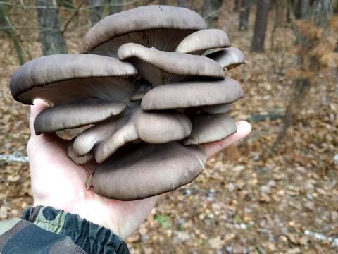 участок по адресу Шевченка, 20