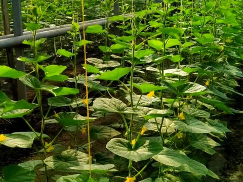 комерційна за адресою Роменська вул., 81