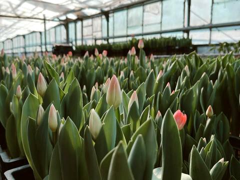 комерційна за адресою Роменська вул., 81