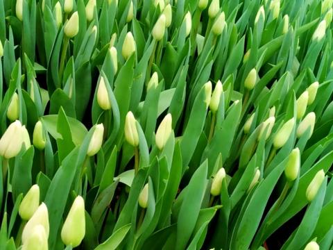 комерційна за адресою Роменська вул., 81