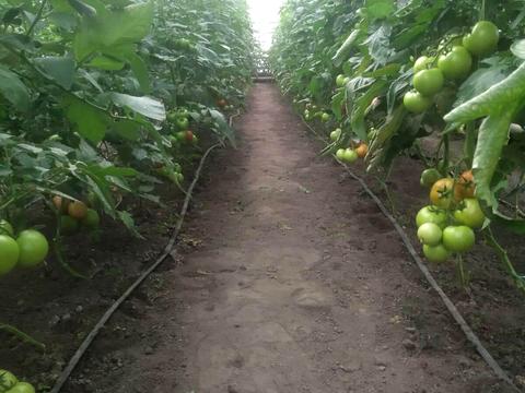 комерційна за адресою Роменська вул., 81