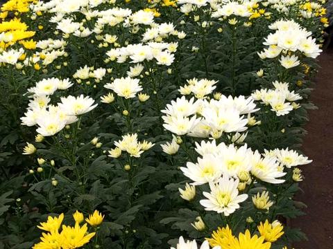 комерційна за адресою Роменська вул., 81