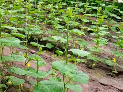 комерційна за адресою Роменська вул., 81