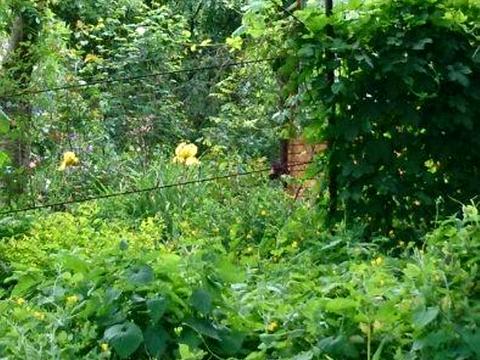 ділянка за адресою Київ, 