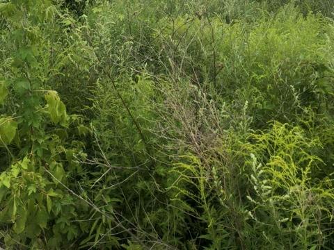 ділянка за адресою Київ, 