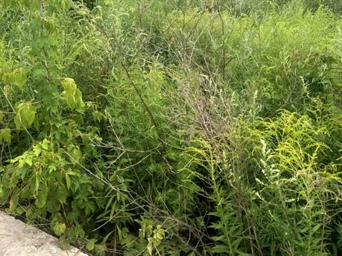 ділянка за адресою Київ, 