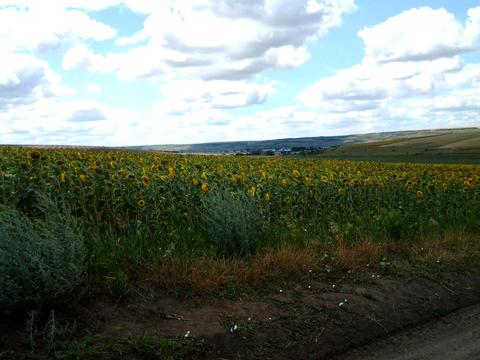 комерційна за адресою Маліновського вул., 2