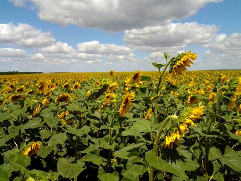 комерційна за адресою Маліновського вул., 11