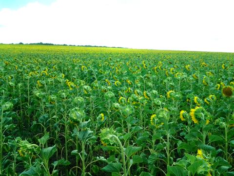 комерційна за адресою смт. Ширяєве, Весняна вул. (Радянська), 15