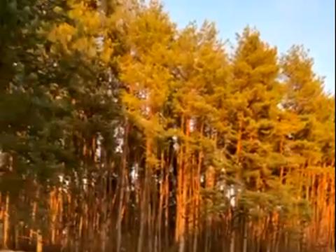 дом по адресу Лесная Боковая ул., 5