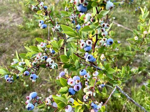 дом по адресу Житомирская ул.