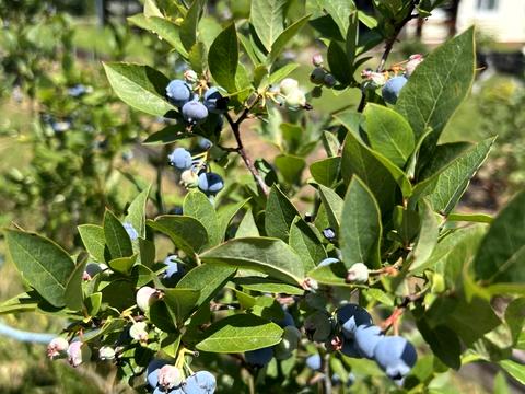 дом по адресу Житомирская ул.