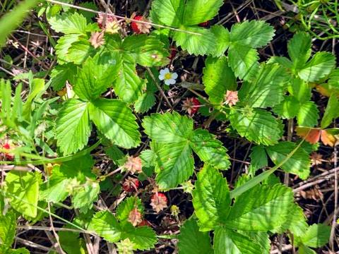 дом по адресу Житомирская ул.